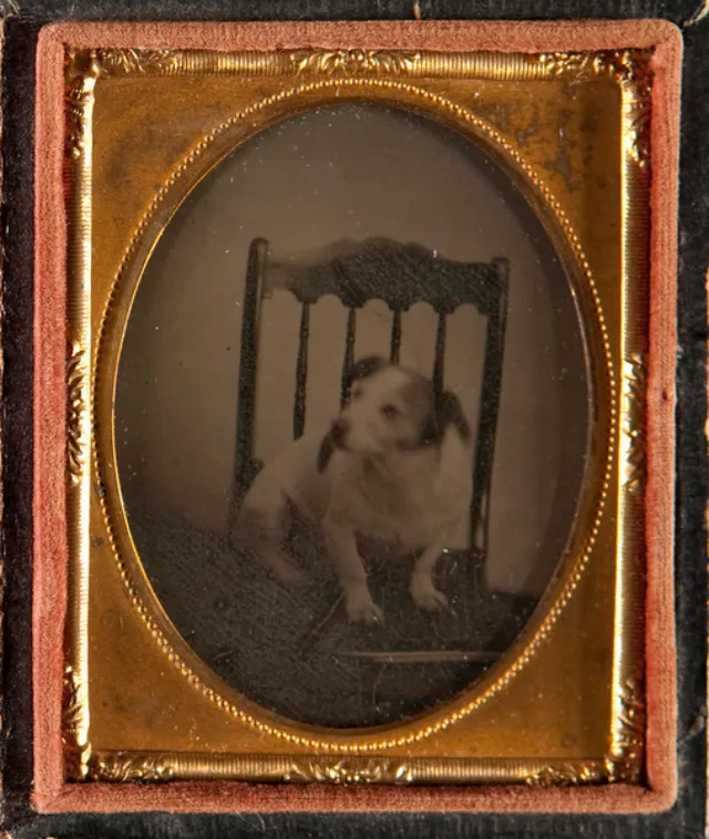 16 daguerréotypes d'animaux au XIXème siècle Des daguerreotypes d animaux au XIXeme siecle 10 chien Des-daguerreotypes-d-animaux-au-XIXeme-siecle-10-chien