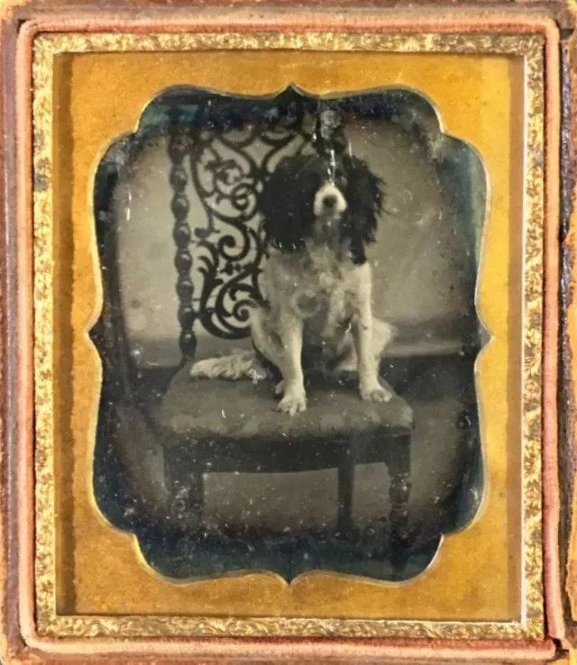 16 daguerréotypes d'animaux au XIXème siècle Des daguerreotypes d animaux au XIXeme siecle 11 chien Des-daguerreotypes-d-animaux-au-XIXeme-siecle-11-chien