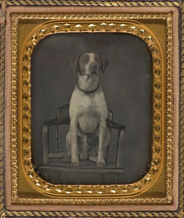 16 daguerréotypes d'animaux au XIXème siècle Des daguerreotypes d animaux au XIXeme siecle 12 chien Des-daguerreotypes-d-animaux-au-XIXeme-siecle-12-chien
