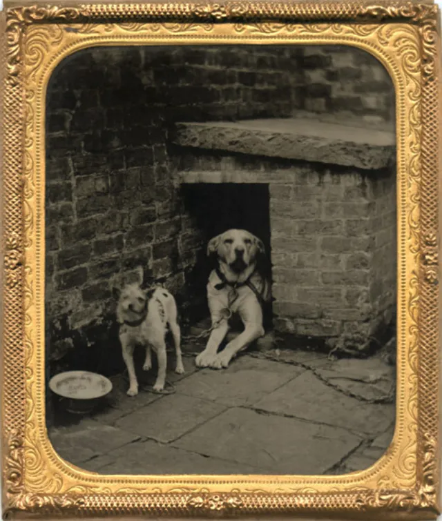 16 daguerréotypes d'animaux au XIXème siècle Des daguerreotypes d animaux au XIXeme siecle 13 chiens Des-daguerreotypes-d-animaux-au-XIXeme-siecle-13-chiens