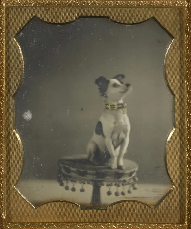 16 daguerréotypes d'animaux au XIXème siècle Des daguerreotypes d animaux au XIXeme siecle 14 chien Des-daguerreotypes-d-animaux-au-XIXeme-siecle-14-chien