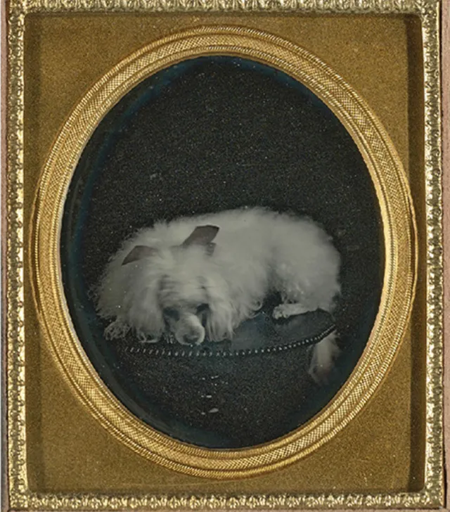 16 daguerréotypes d'animaux au XIXème siècle Des daguerreotypes d animaux au XIXeme siecle 15 chien Des-daguerreotypes-d-animaux-au-XIXeme-siecle-15-chien