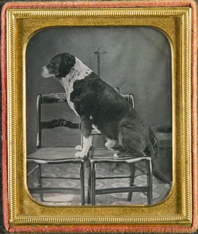 16 daguerréotypes d'animaux au XIXème siècle Des daguerreotypes d animaux au XIXeme siecle 16 chien Des-daguerreotypes-d-animaux-au-XIXeme-siecle-16-chien