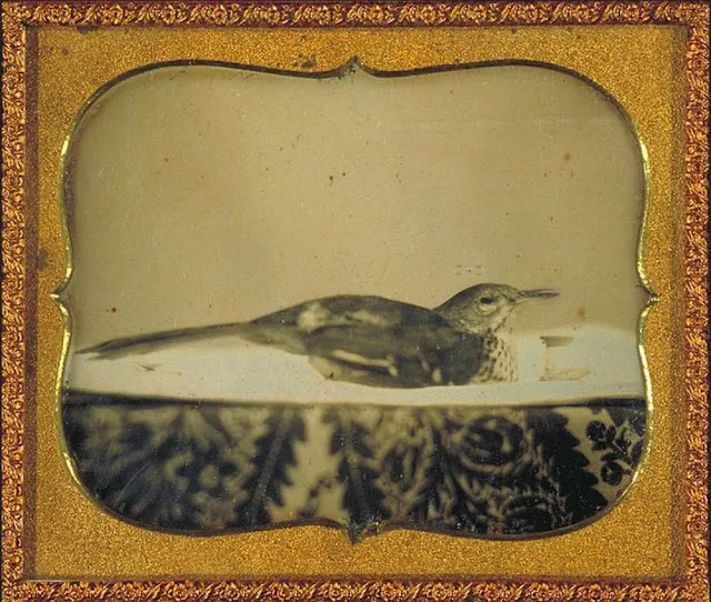 16 daguerréotypes d'animaux au XIXème siècle Des daguerreotypes d animaux au XIXeme siecle 2 oiseau Des-daguerreotypes-d-animaux-au-XIXeme-siecle-2-oiseau