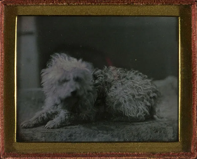 16 daguerréotypes d'animaux au XIXème siècle Des daguerreotypes d animaux au XIXeme siecle 3 chien Des-daguerreotypes-d-animaux-au-XIXeme-siecle-3-chien