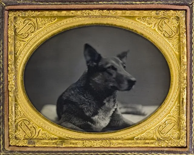 16 daguerréotypes d'animaux au XIXème siècle Des daguerreotypes d animaux au XIXeme siecle 4 chien Des-daguerreotypes-d-animaux-au-XIXeme-siecle-4-chien