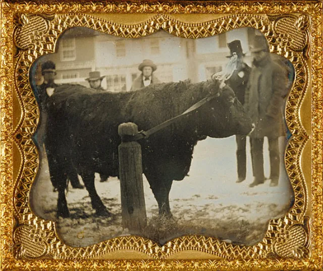 16 daguerréotypes d'animaux au XIXème siècle Des daguerreotypes d animaux au XIXeme siecle 5 boeuf Des-daguerreotypes-d-animaux-au-XIXeme-siecle-5-boeuf