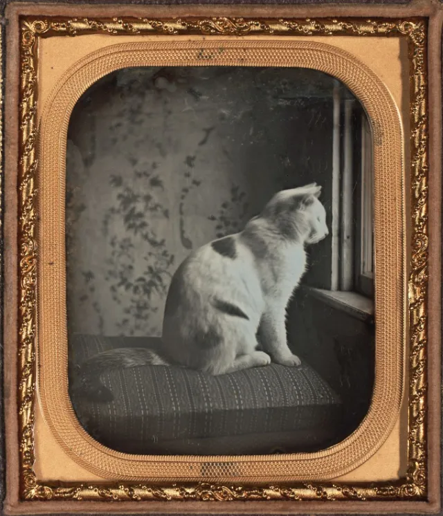 16 daguerréotypes d'animaux au XIXème siècle Des daguerreotypes d animaux au XIXeme siecle 6 chat Des-daguerreotypes-d-animaux-au-XIXeme-siecle-6-chat