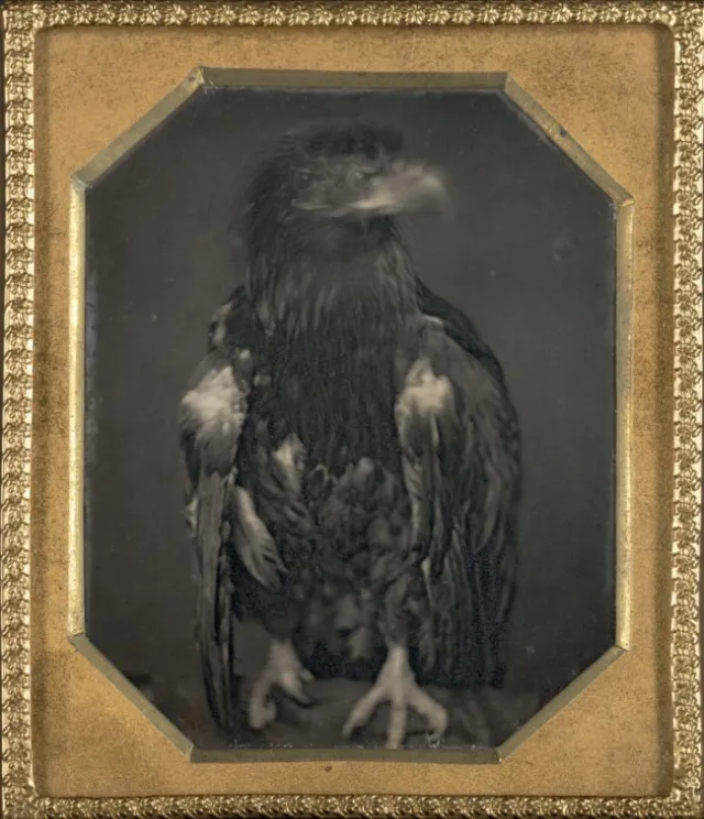 16 daguerréotypes d'animaux au XIXème siècle Des daguerreotypes d animaux au XIXeme siecle 8 oiseau Des-daguerreotypes-d-animaux-au-XIXeme-siecle-8-oiseau
