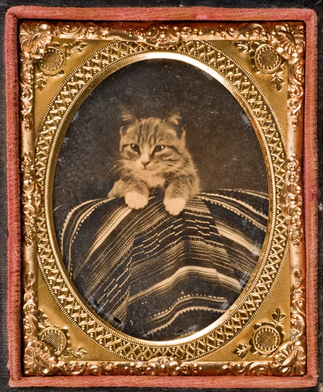 16 daguerréotypes d'animaux au XIXème siècle Des daguerreotypes d animaux au XIXeme siecle 9 chat Des-daguerreotypes-d-animaux-au-XIXeme-siecle-9-chat