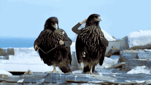 Des oiseaux avec des bras en GIF Des oiseaux avec des bras en GIF 11 Des-oiseaux-avec-des-bras-en-GIF