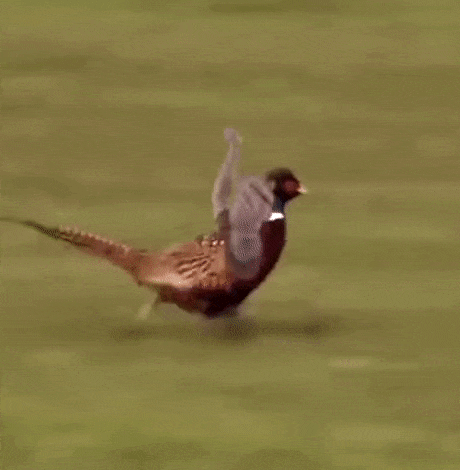 Des oiseaux avec des bras en GIF Des oiseaux avec des bras en GIF 14 Des-oiseaux-avec-des-bras-en-GIF