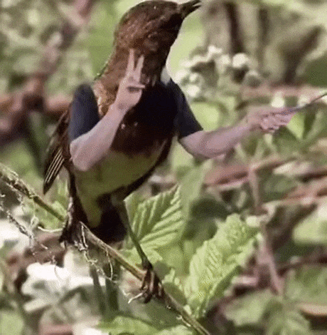 Des oiseaux avec des bras en GIF Des oiseaux avec des bras en GIF 16 Des-oiseaux-avec-des-bras-en-GIF