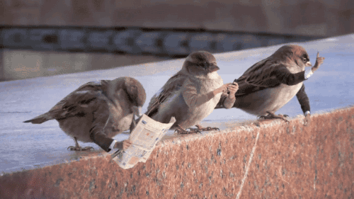 Des oiseaux avec des bras en GIF Des oiseaux avec des bras en GIF 3 Des-oiseaux-avec-des-bras-en-GIF