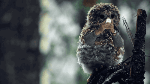 Des oiseaux avec des bras en GIF Des oiseaux avec des bras en GIF 9 Des-oiseaux-avec-des-bras-en-GIF