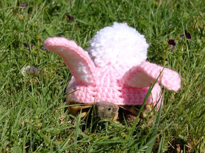 La collection hiver de pulls pour tortue de Katie Bradley La collection hiver de pulls pour tortue de Katie Bradley tricot crochet 11 La-collection-hiver-de-pulls-pour-tortue-de-Katie-Bradley-tricot-crochet