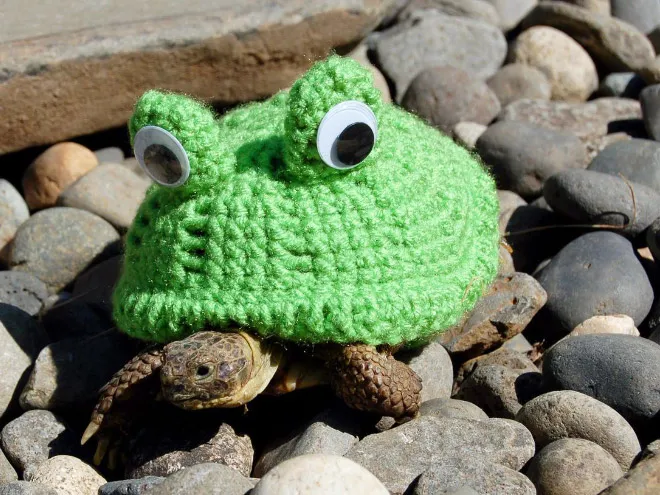 La collection hiver de pulls pour tortue de Katie Bradley La collection hiver de pulls pour tortue de Katie Bradley tricot crochet 13 La-collection-hiver-de-pulls-pour-tortue-de-Katie-Bradley-tricot-crochet