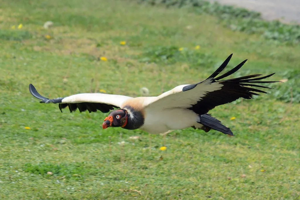 La splendide tête du sarcoramphe roi ou vautour pape La splendide tete du sarcoramphe roi ou vautour pape 10 La-splendide-tete-du-sarcoramphe-roi-ou-vautour-pape-10