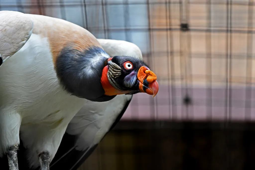 La splendide tête du sarcoramphe roi ou vautour pape La splendide tete du sarcoramphe roi ou vautour pape 3 La-splendide-tete-du-sarcoramphe-roi-ou-vautour-pape-3