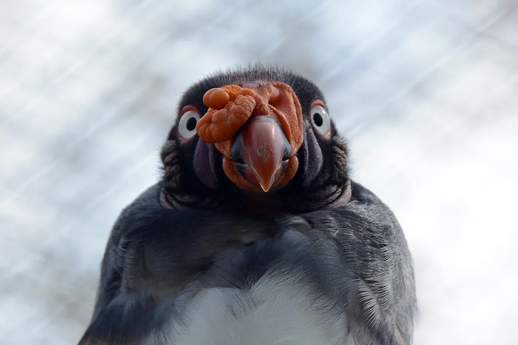 La splendide tête du sarcoramphe roi ou vautour pape La splendide tete du sarcoramphe roi ou vautour pape 4 La-splendide-tete-du-sarcoramphe-roi-ou-vautour-pape-4