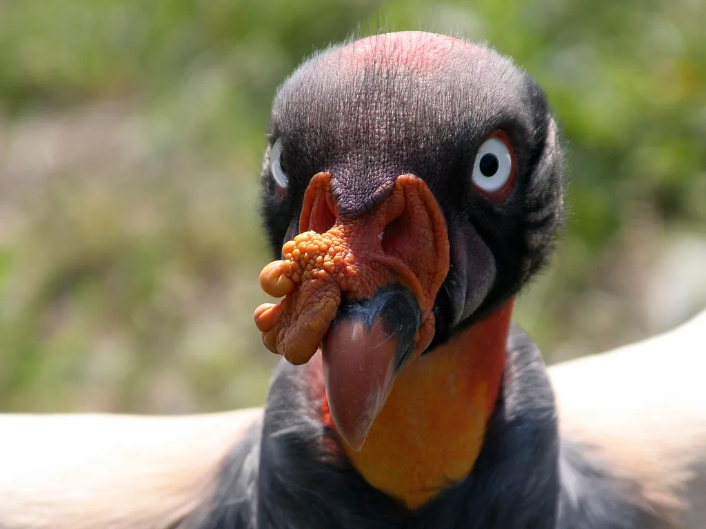 La splendide tête du sarcoramphe roi ou vautour pape La splendide tete du sarcoramphe roi ou vautour pape 6 La-splendide-tete-du-sarcoramphe-roi-ou-vautour-pape-6