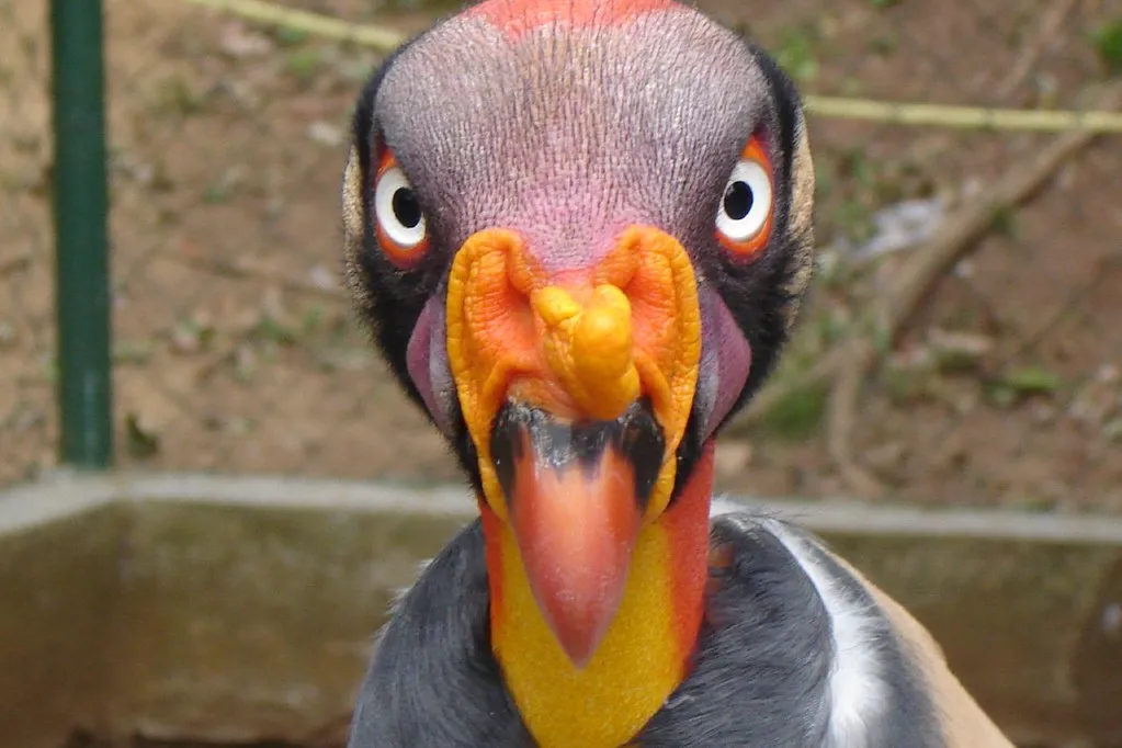 La splendide tête du sarcoramphe roi ou vautour pape La splendide tete du sarcoramphe roi ou vautour pape 7 La-splendide-tete-du-sarcoramphe-roi-ou-vautour-pape-7