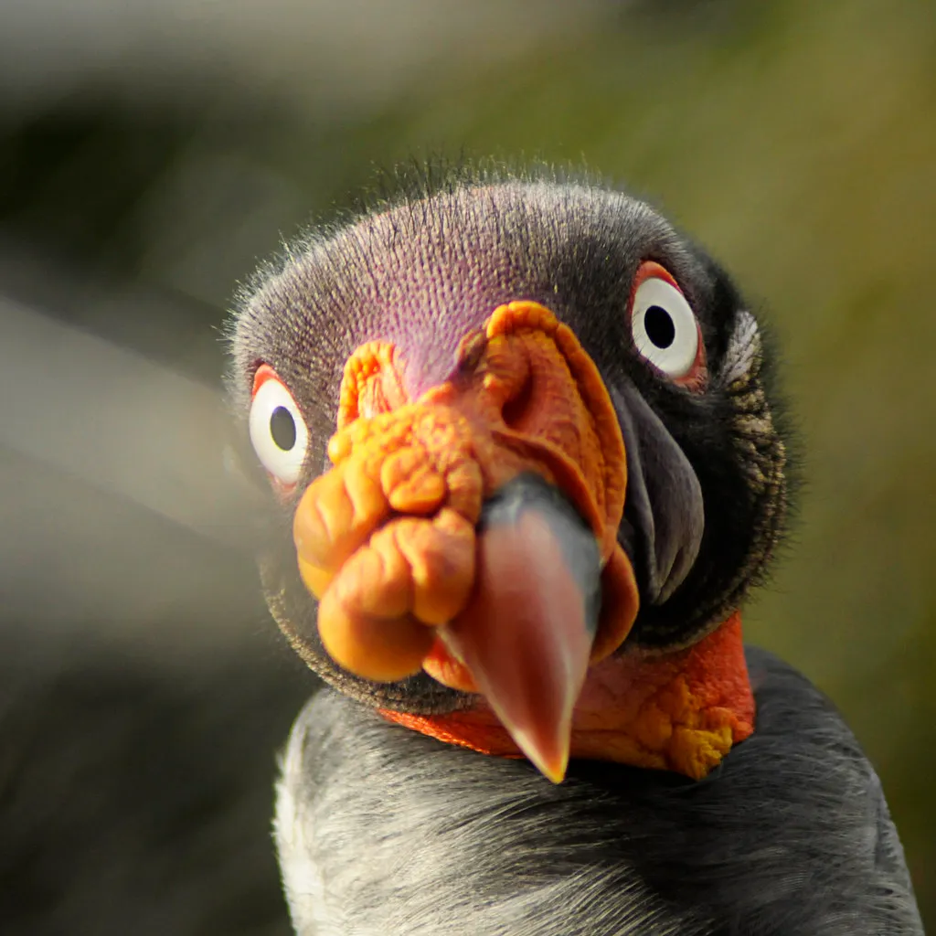 La splendide tête du sarcoramphe roi ou vautour pape La splendide tete du sarcoramphe roi ou vautour pape 8 La-splendide-tete-du-sarcoramphe-roi-ou-vautour-pape-8
