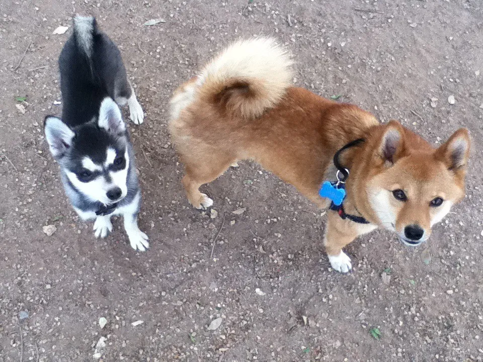 Le Klee Kai, un Husky miniature Le Klee Kai un Husky miniature alaska 10 Le-Klee-Kai-un-Husky-miniature-alaska-10