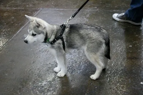 Le Klee Kai, un Husky miniature Le Klee Kai un Husky miniature alaska 5 Le-Klee-Kai-un-Husky-miniature-alaska-5