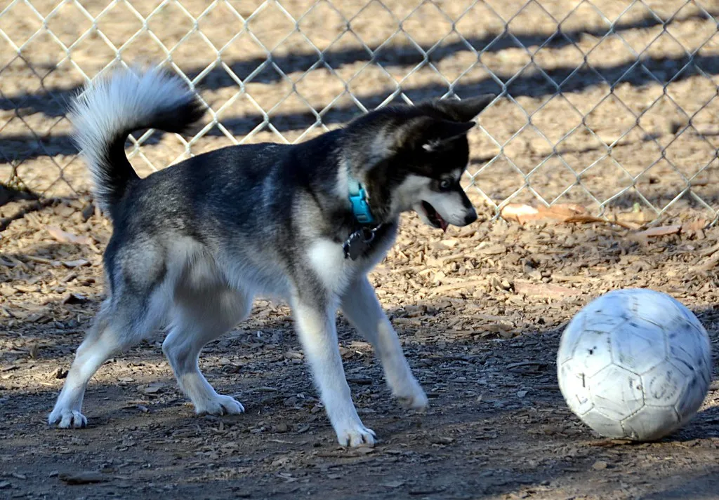 Le Klee Kai, un Husky miniature Le Klee Kai un Husky miniature alaska 7 Le-Klee-Kai-un-Husky-miniature-alaska-7