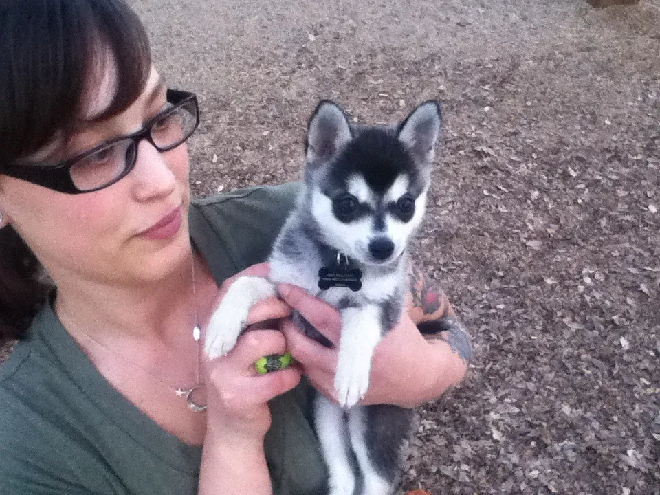 Le Klee Kai, un Husky miniature Le Klee Kai un Husky miniature alaska 8 Le-Klee-Kai-un-Husky-miniature-alaska-8