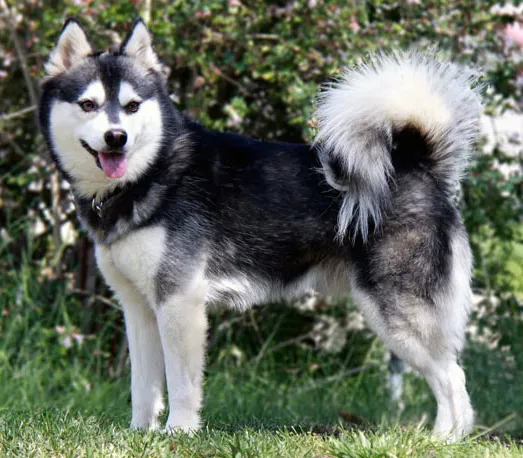 Le Klee Kai, un Husky miniature Le Klee Kai un Husky miniature alaska 9 Le-Klee-Kai-un-Husky-miniature-alaska-9