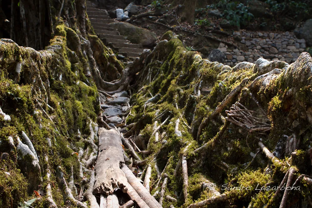 Les ponts-racines vivantes, symbole de la symbiose entre l'homme et la nature Les ponts racines vivantes symbole de la symbiose entre l homme et la nature 11 Les-ponts-racines-vivantes-symbole-de-la-symbiose-entre-l-homme-et-la-nature-11