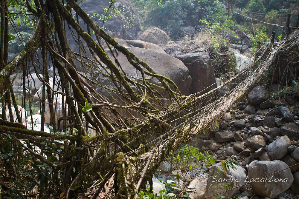Les ponts-racines vivantes, symbole de la symbiose entre l'homme et la nature Les ponts racines vivantes symbole de la symbiose entre l homme et la nature 12 Les-ponts-racines-vivantes-symbole-de-la-symbiose-entre-l-homme-et-la-nature-12