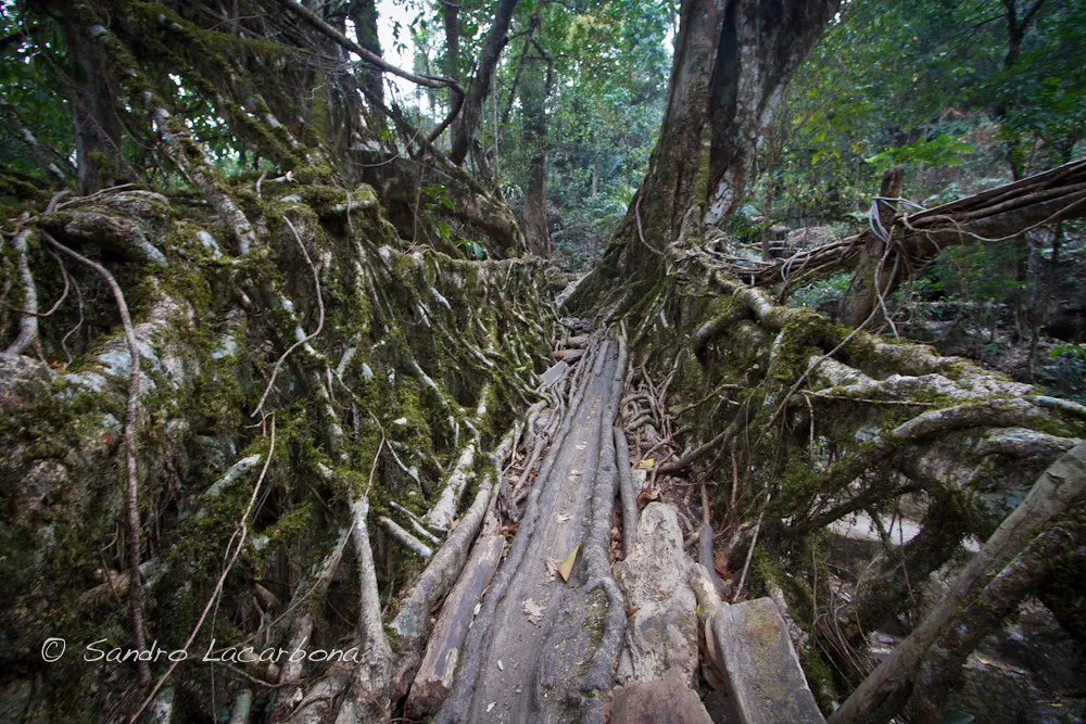 Les ponts-racines vivantes, symbole de la symbiose entre l'homme et la nature Les ponts racines vivantes symbole de la symbiose entre l homme et la nature 13 Les-ponts-racines-vivantes-symbole-de-la-symbiose-entre-l-homme-et-la-nature-13