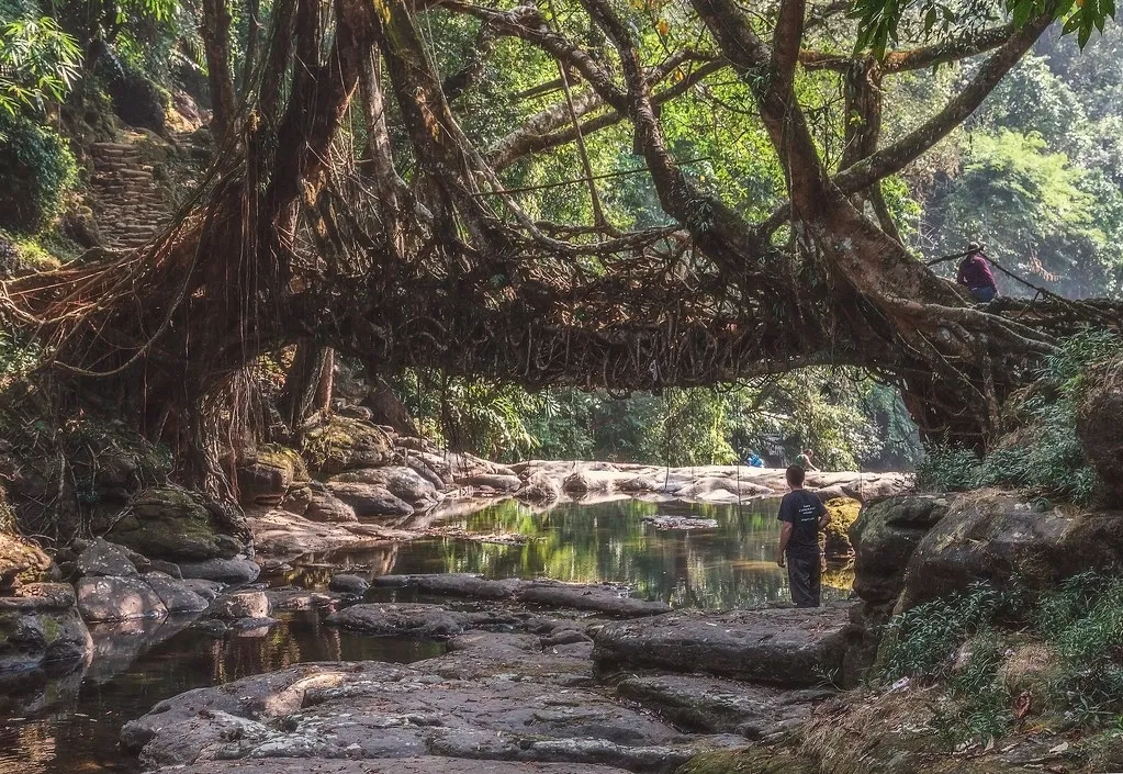 Les ponts-racines vivantes, symbole de la symbiose entre l'homme et la nature Les ponts racines vivantes symbole de la symbiose entre l homme et la nature 16 Les-ponts-racines-vivantes-symbole-de-la-symbiose-entre-l-homme-et-la-nature-16