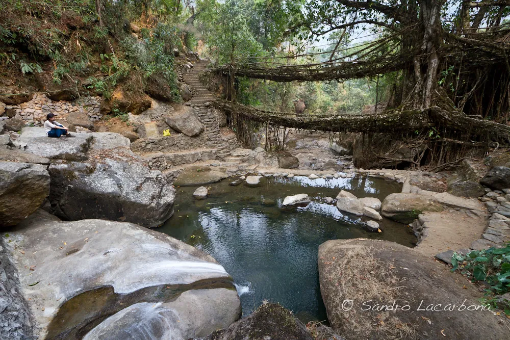Les ponts-racines vivantes, symbole de la symbiose entre l'homme et la nature Les ponts racines vivantes symbole de la symbiose entre l homme et la nature 2 Les-ponts-racines-vivantes-symbole-de-la-symbiose-entre-l-homme-et-la-nature-2