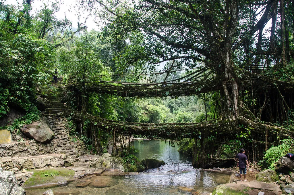 Les ponts-racines vivantes, symbole de la symbiose entre l'homme et la nature Les ponts racines vivantes symbole de la symbiose entre l homme et la nature 3 Les-ponts-racines-vivantes-symbole-de-la-symbiose-entre-l-homme-et-la-nature-3