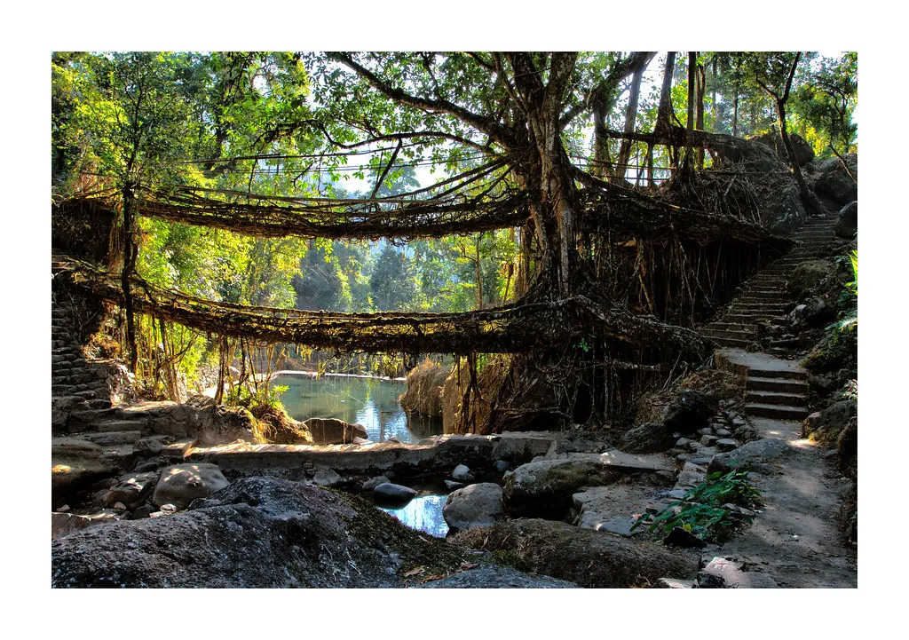 Les ponts-racines vivantes, symbole de la symbiose entre l'homme et la nature Les ponts racines vivantes symbole de la symbiose entre l homme et la nature 5 Les-ponts-racines-vivantes-symbole-de-la-symbiose-entre-l-homme-et-la-nature-5
