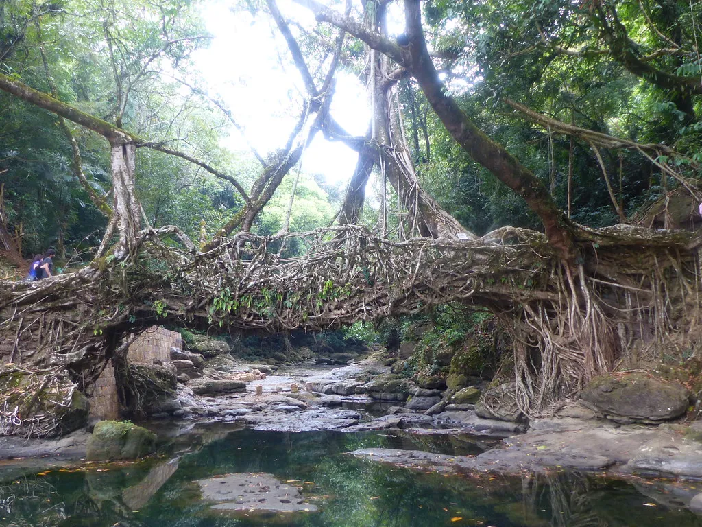 Les ponts-racines vivantes, symbole de la symbiose entre l'homme et la nature Les ponts racines vivantes symbole de la symbiose entre l homme et la nature 7 Les-ponts-racines-vivantes-symbole-de-la-symbiose-entre-l-homme-et-la-nature-7