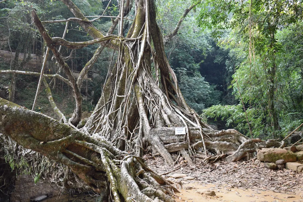 Les ponts-racines vivantes, symbole de la symbiose entre l'homme et la nature Les ponts racines vivantes symbole de la symbiose entre l homme et la nature 8 Les-ponts-racines-vivantes-symbole-de-la-symbiose-entre-l-homme-et-la-nature-8