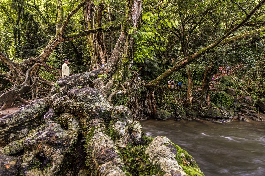 Les ponts-racines vivantes, symbole de la symbiose entre l'homme et la nature Les ponts racines vivantes symbole de la symbiose entre l homme et la nature 9 Les-ponts-racines-vivantes-symbole-de-la-symbiose-entre-l-homme-et-la-nature-9