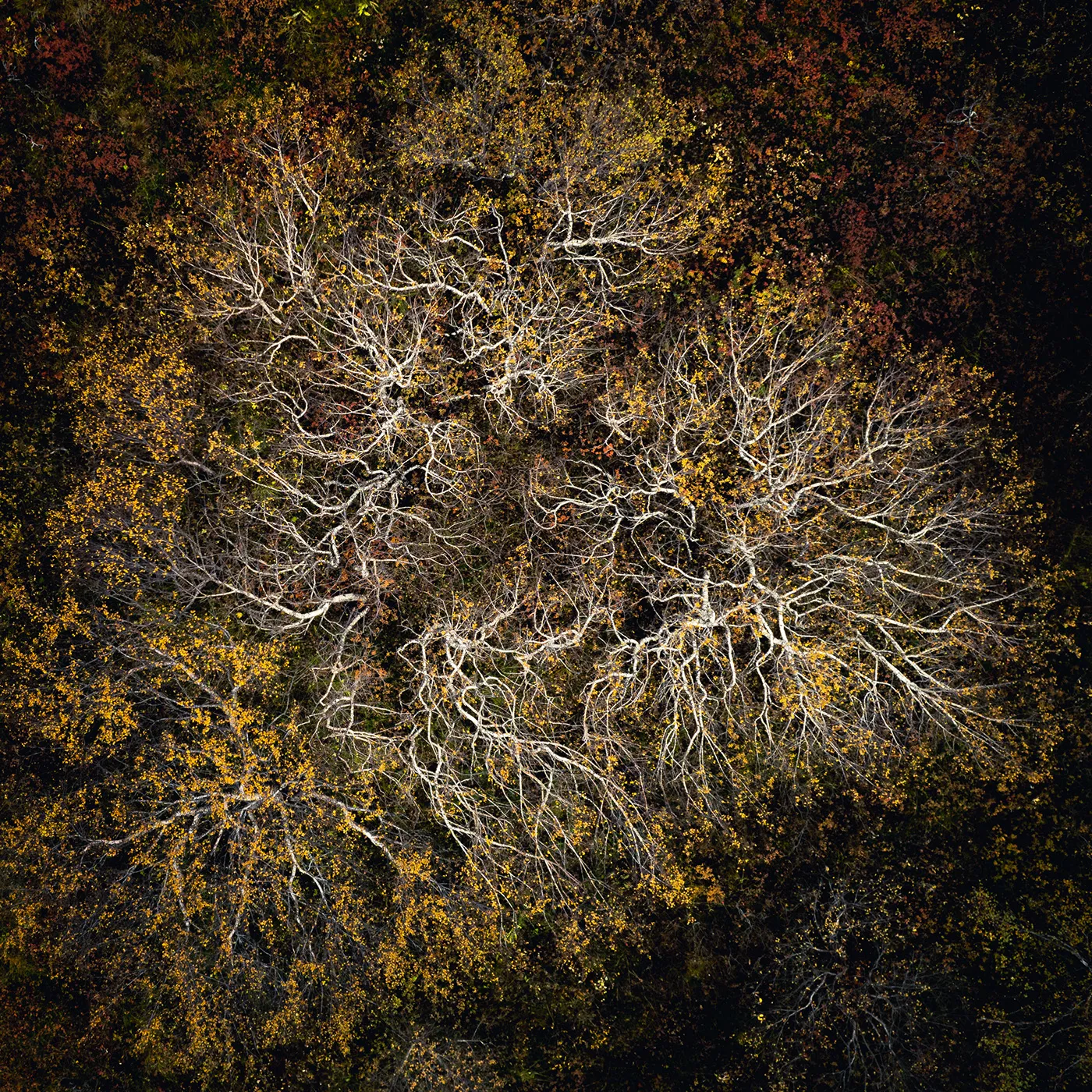 Raunveran - la beauté des rochers moussus et des arbres à l'automne vus du ciel Raunveran la beaute des rochers moussus et des arbres a l automne vus du ciel 4 Raunveran-la-beaute-des-rochers-moussus-et-des-arbres-a-l-automne-vus-du-ciel