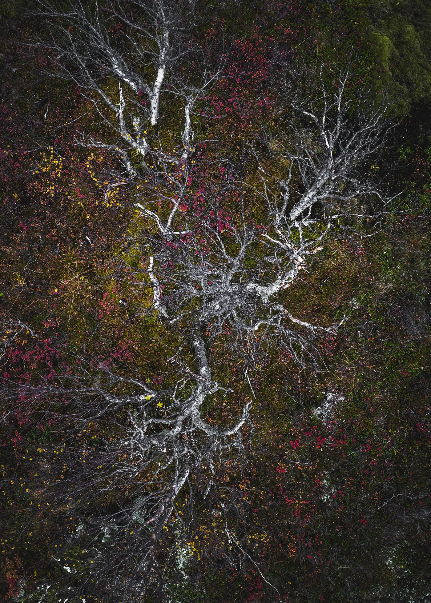 Raunveran - la beauté des rochers moussus et des arbres à l'automne vus du ciel Raunveran la beaute des rochers moussus et des arbres a l automne vus du ciel 8 Raunveran-la-beaute-des-rochers-moussus-et-des-arbres-a-l-automne-vus-du-ciel