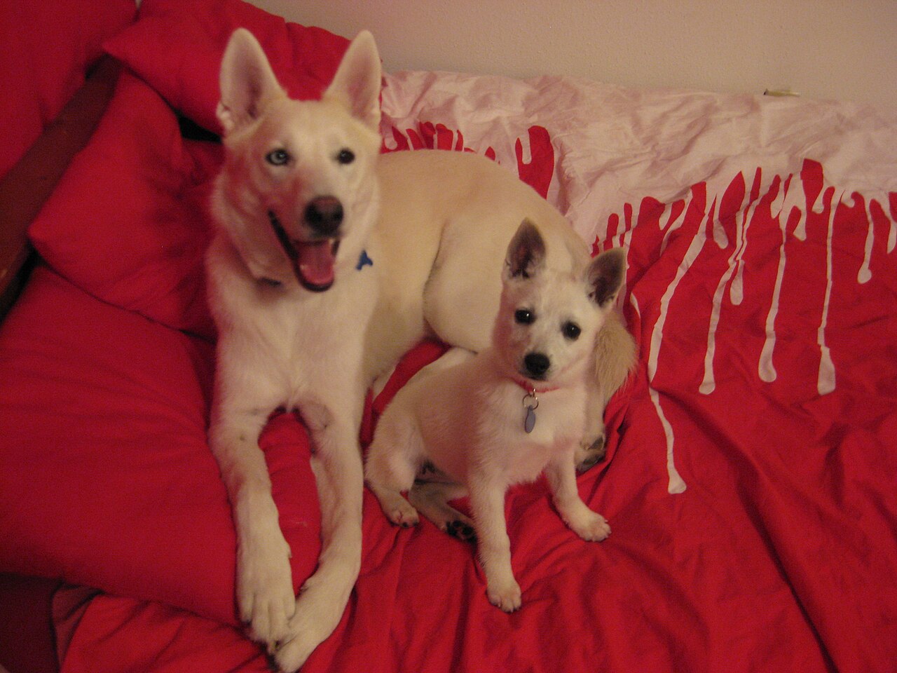Alaskan Klee Kai et Husky sibérien côte à côte pour comparer leur taille Alaskan Klee Kai et Husky sibérien côte à côte pour comparer leur taille