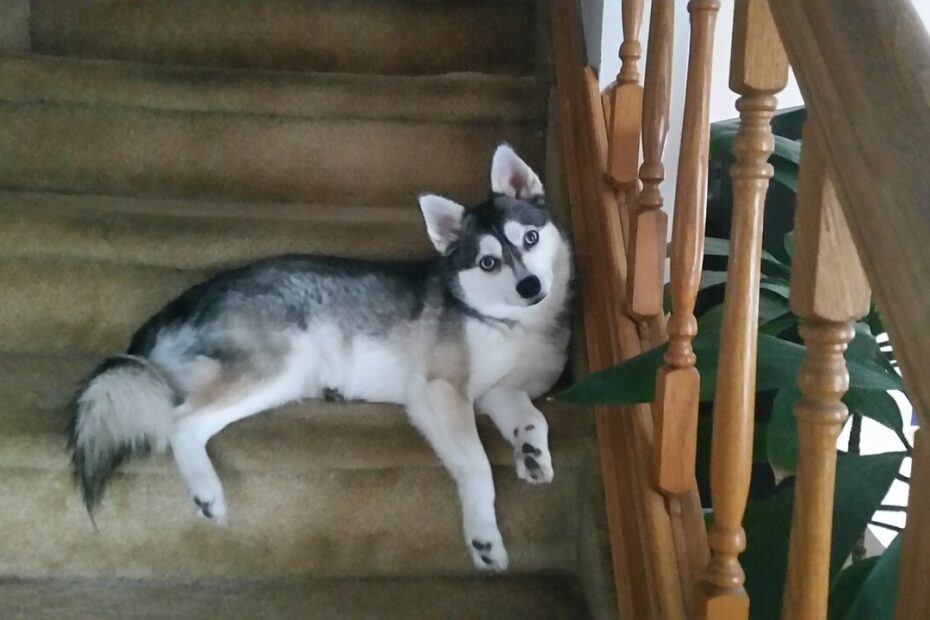 Alaskan Klee Kai, petit chien nordique ressemblant à un Husky miniature