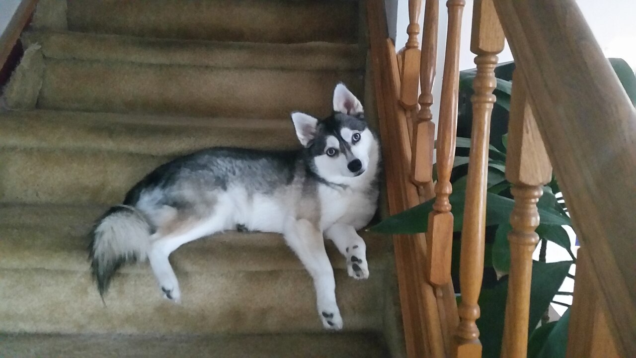 alaskan klee kai husky miniature Alaskan Klee Kai, petit chien nordique ressemblant à un Husky miniature