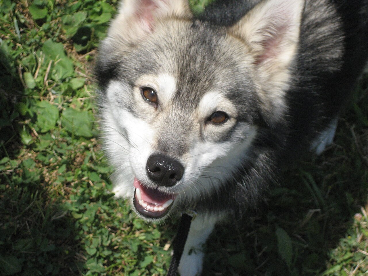 Portrait d’un Alaskan Klee Kai montrant son masque facial caractéristique Portrait d’un Alaskan Klee Kai montrant son masque facial caractéristique