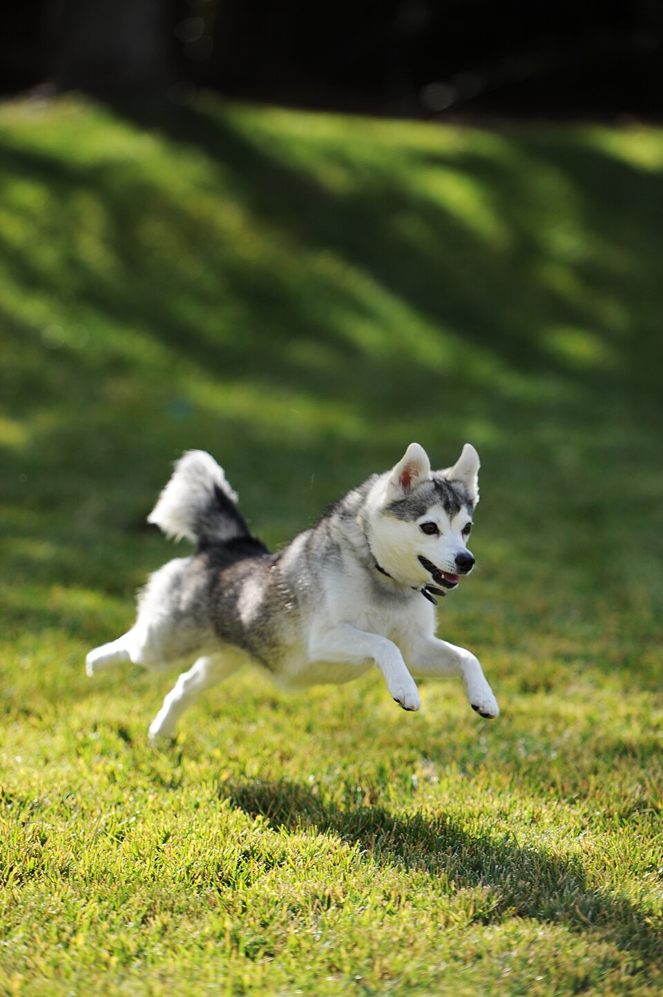 Alaskan Klee Kai miniature courant dans un champ Alaskan Klee Kai miniature courant dans un champ