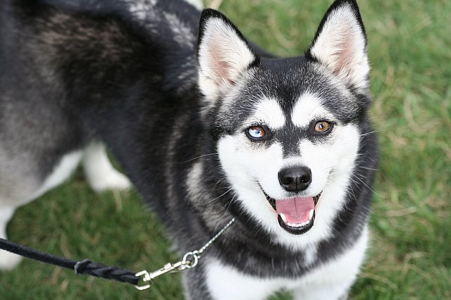Alaskan Klee Kai noir et blanc aux yeux de couleurs différentes Alaskan Klee Kai noir et blanc aux yeux de couleurs différentes
